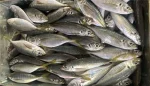FROZEN HORSE MACKEREL FISH - Image 5