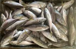 FROZEN HORSE MACKEREL FISH