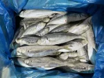 FROZEN HORSE MACKEREL FISH - Image 3