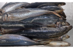 FROZEN HORSE MACKEREL FISH - Image 4
