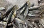 FROZEN HORSE MACKEREL FISH - Image 2